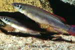 Crenicichla sp.  Erepecuru couple - 